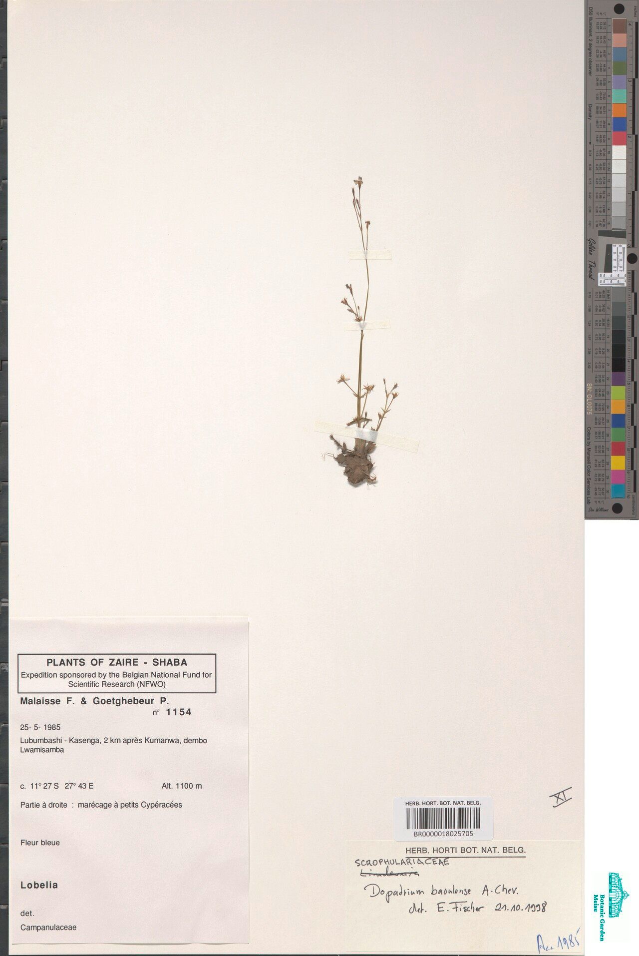 Dopatrium baoulense — related species from the same genus