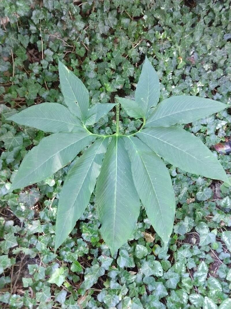 Arisaema dracontium leaf