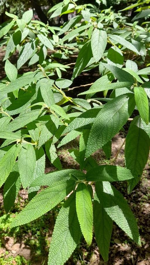 Debregeasia longifolia leaf