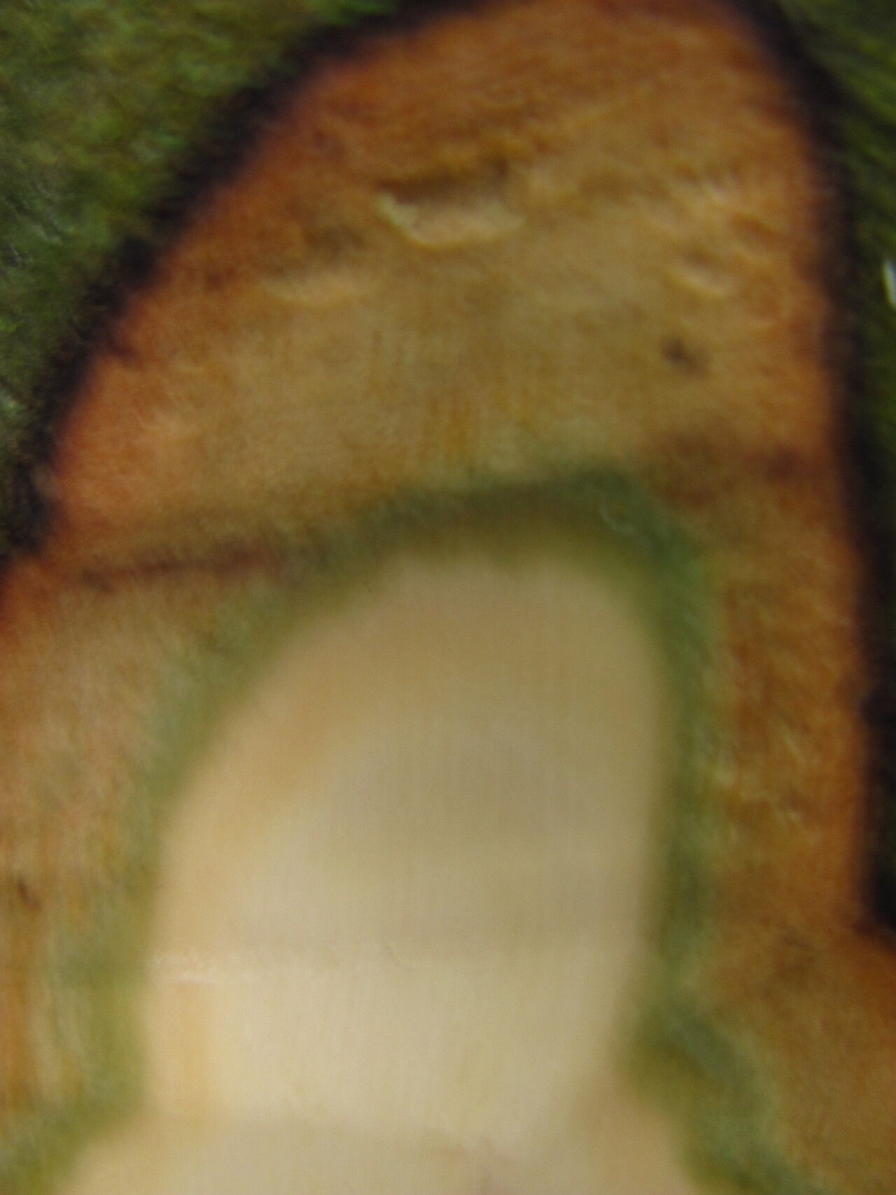 Diospyros zenkeri — houseplant care guide