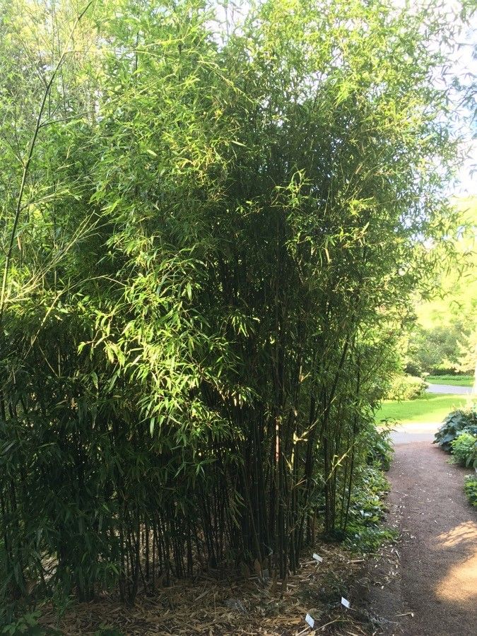 Phyllostachys atrovaginata habit