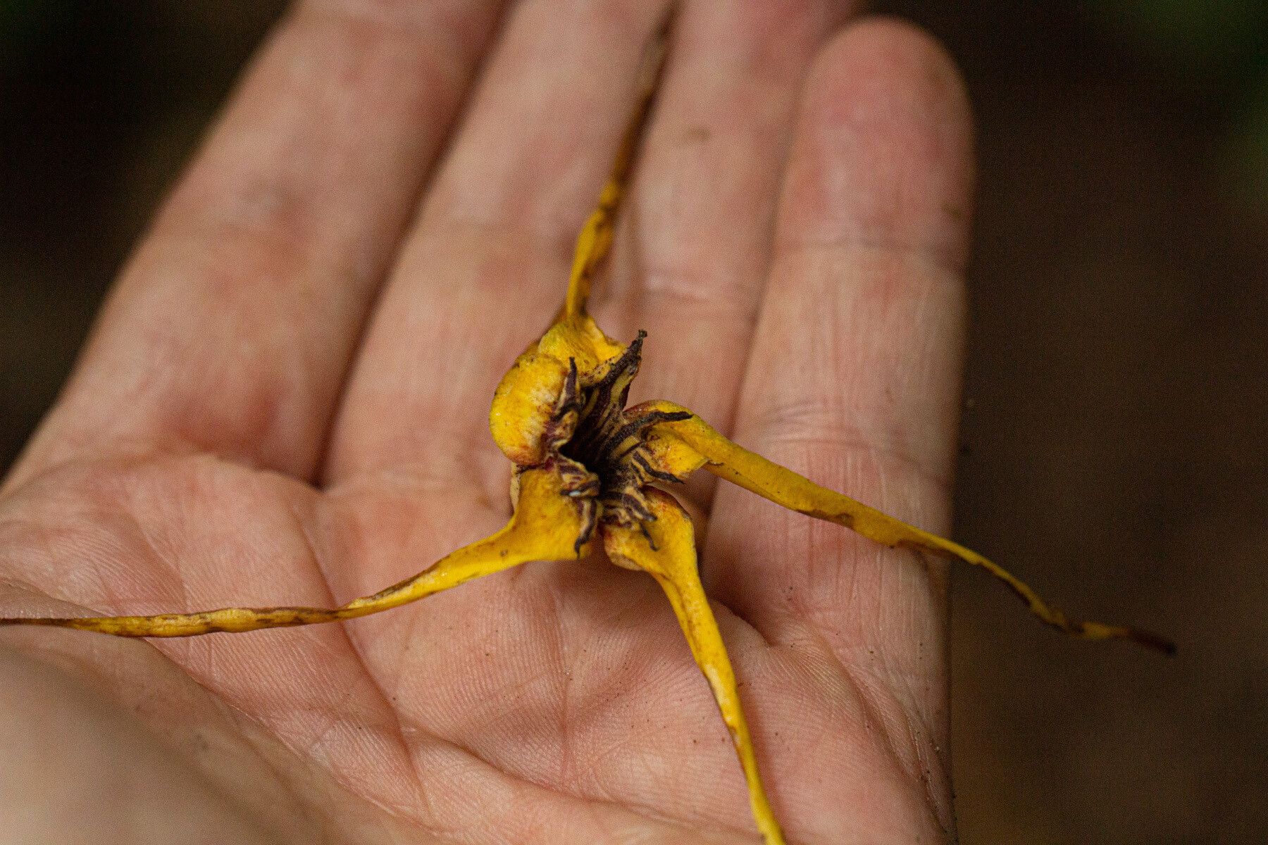 Strophanthus bequaertii fruit