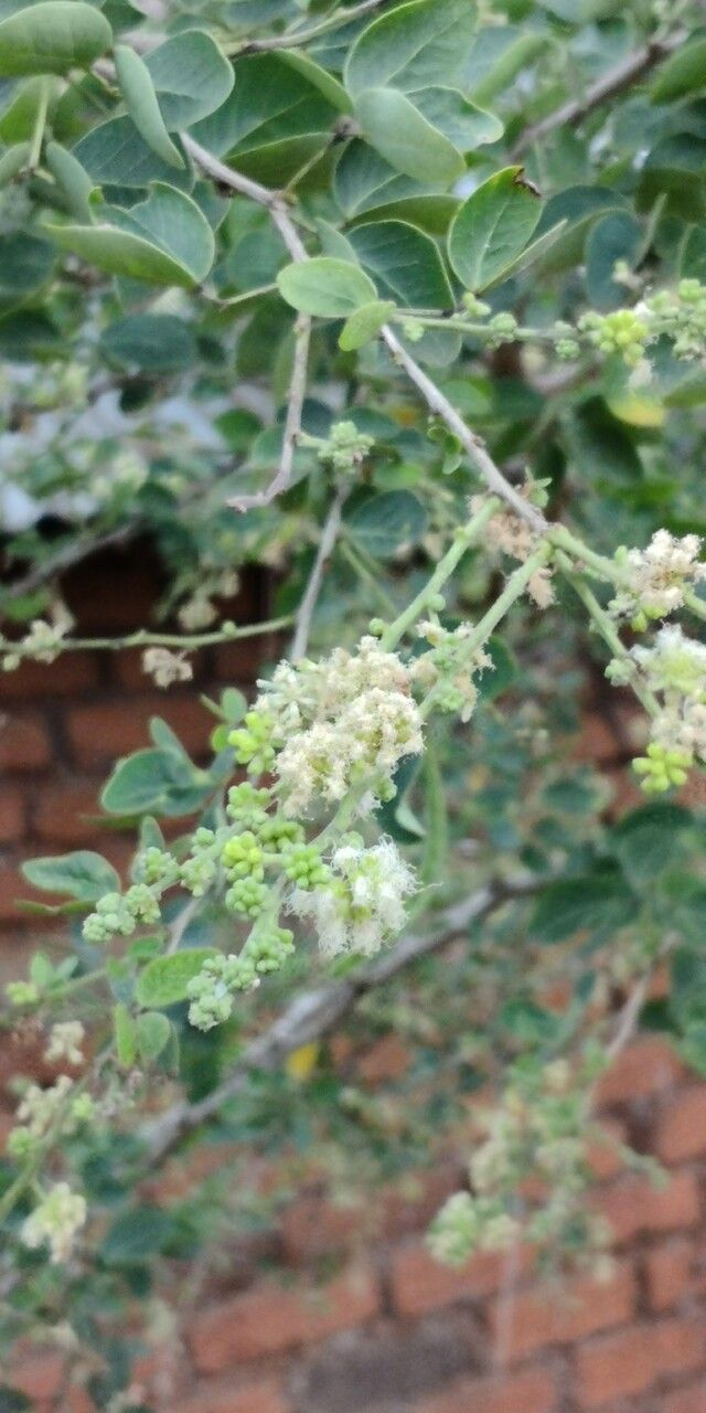 Pithecellobium dulce flower