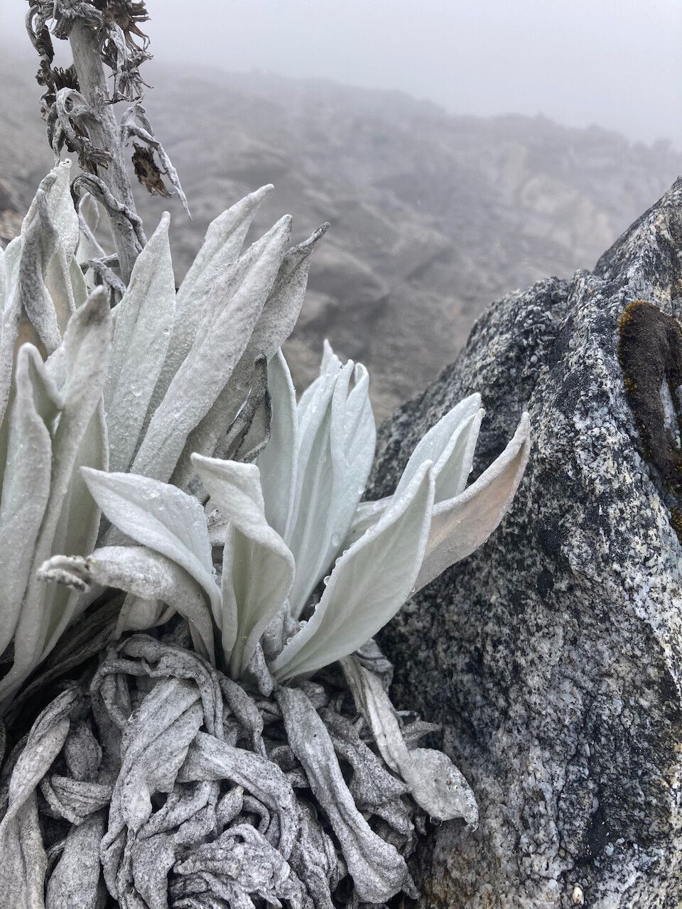 Senecio niveoaureus leaf