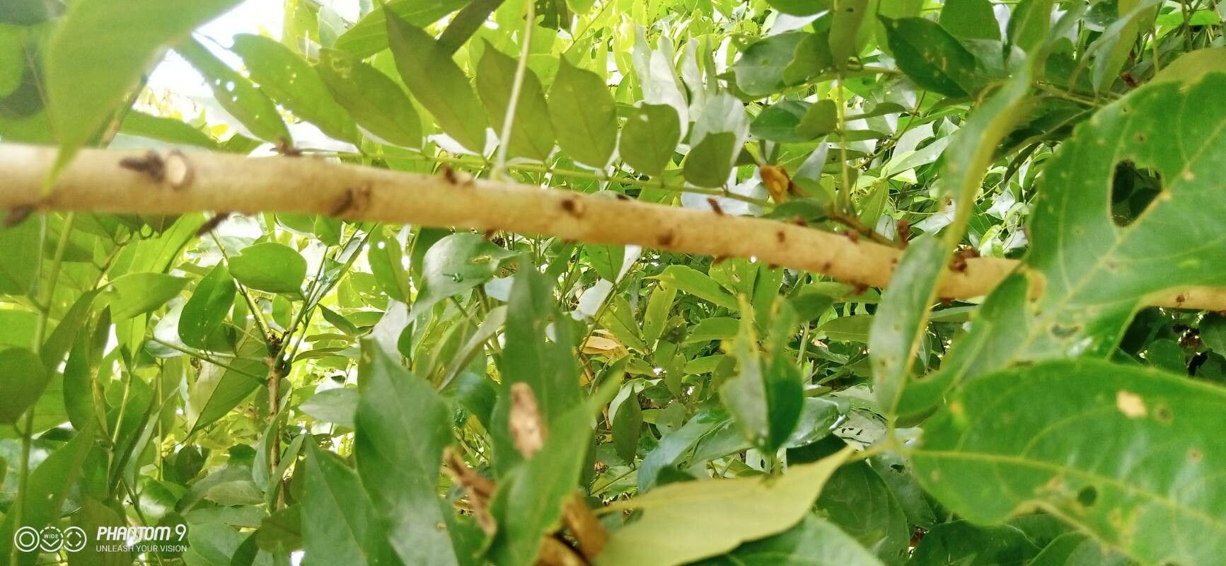 Millettia zechiana bark