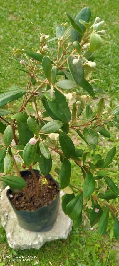 Rhodomyrtus tomentosa fruit