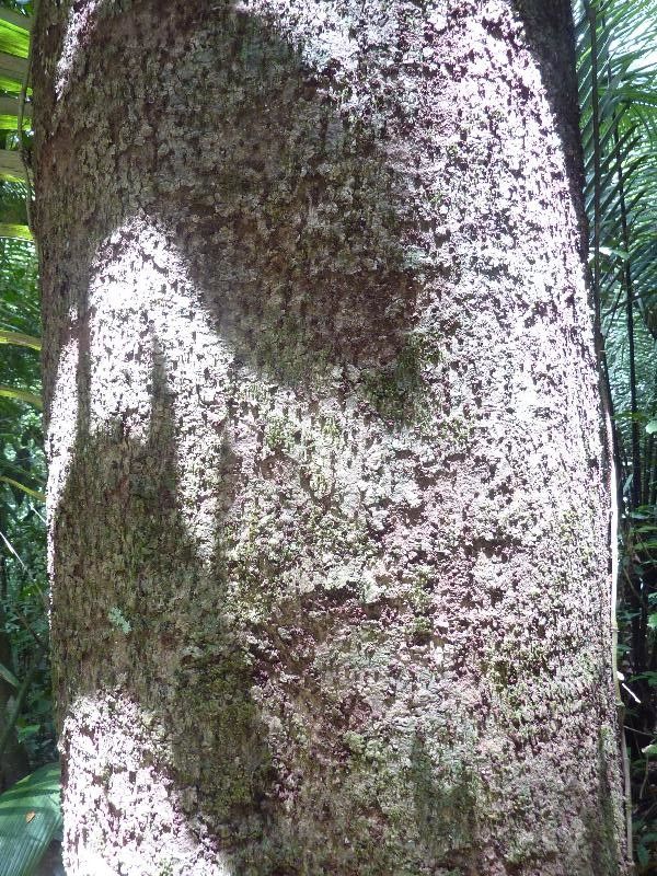 Sacoglottis cydonioides bark