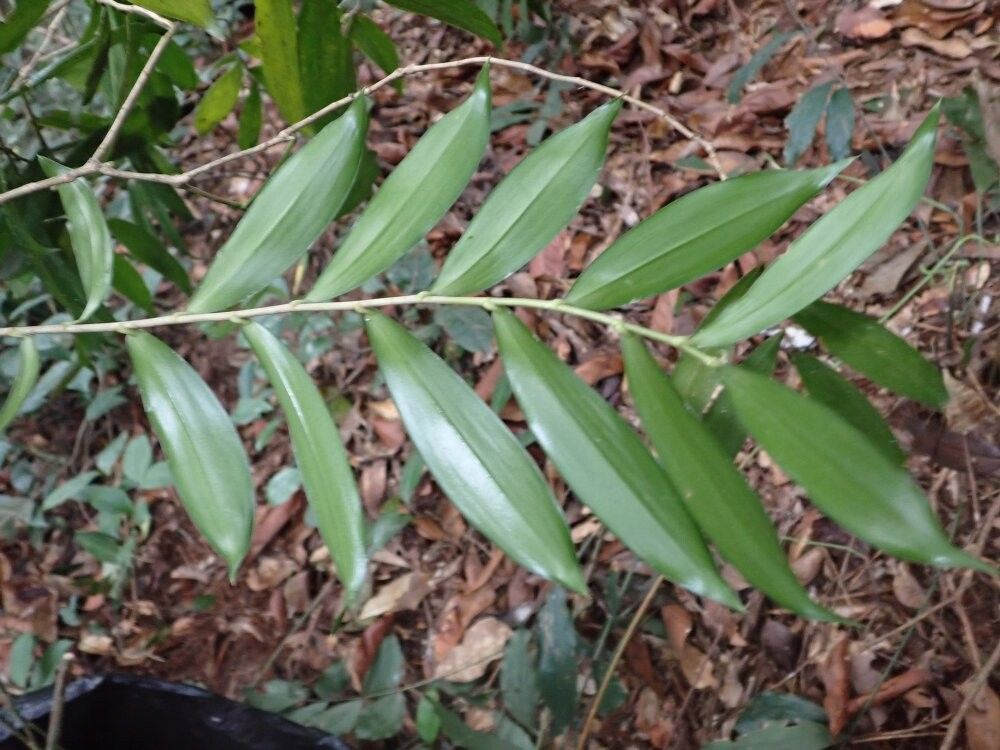 Dracaena waltersiae — search result for 'Dracaena'