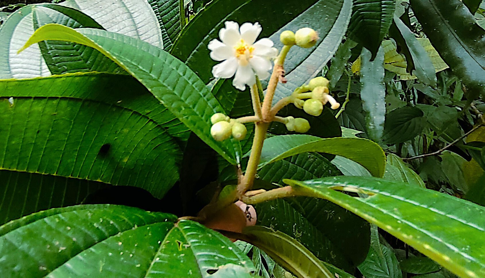 Miconia subhirsuta flower