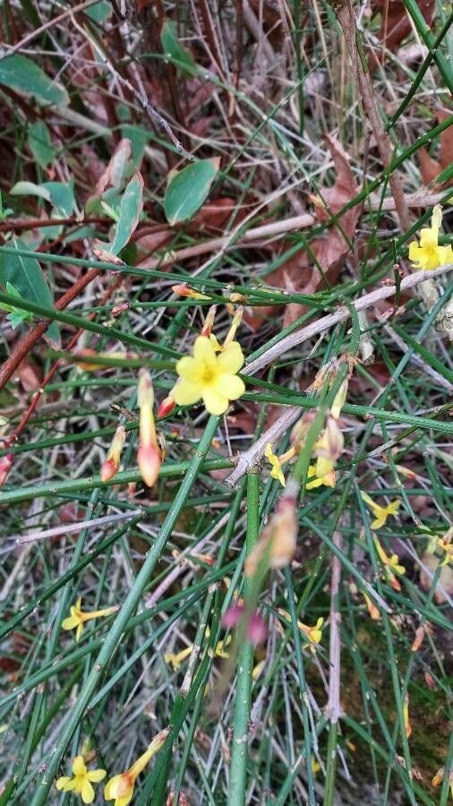 Jasminum nudiflorum leaf