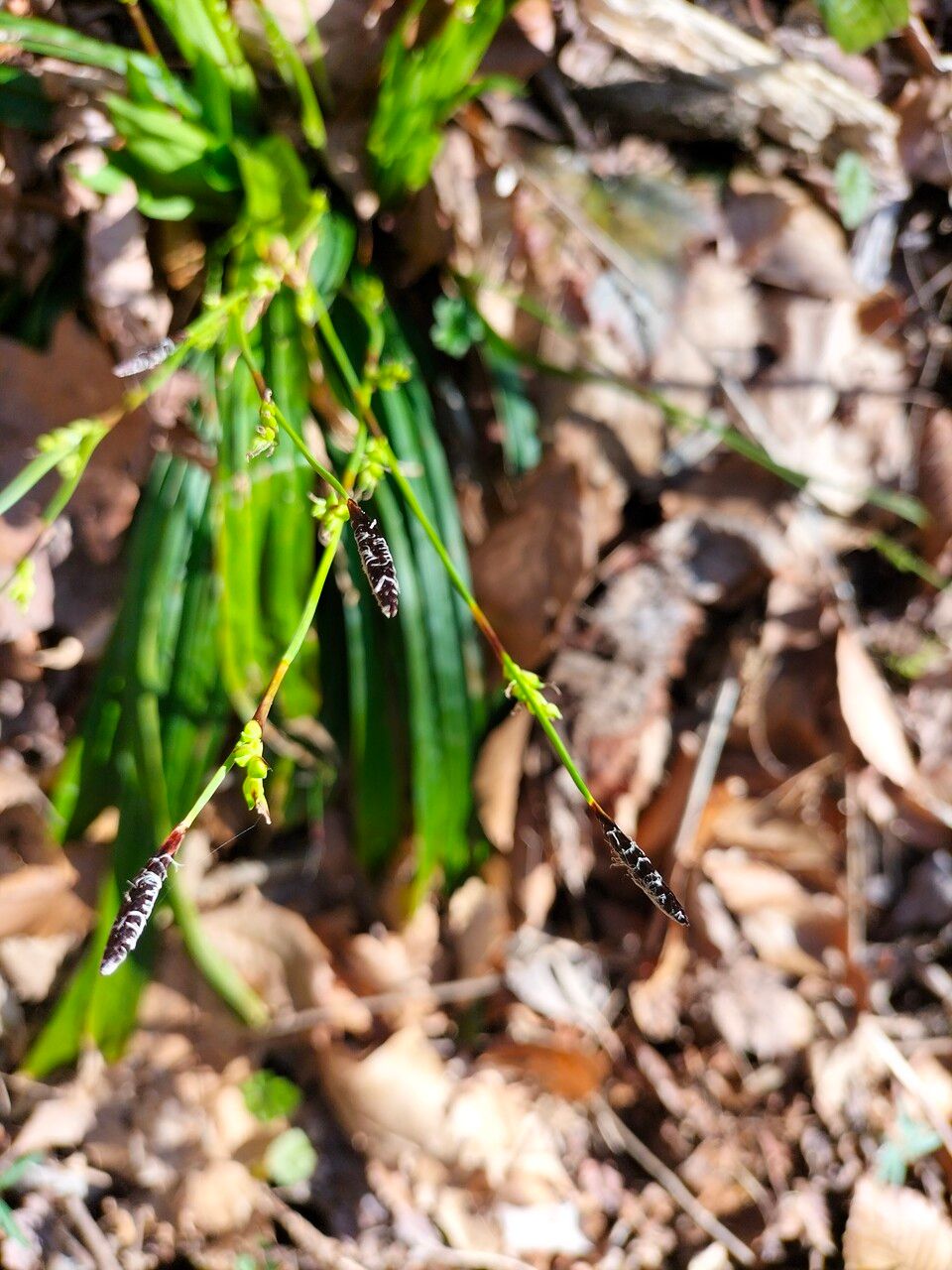 Carex plantaginea flower