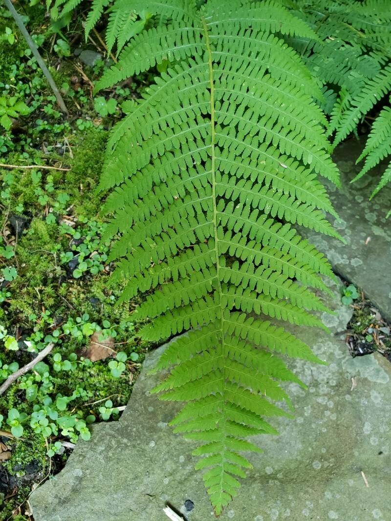 Deparia acrostichoides — houseplant care guide