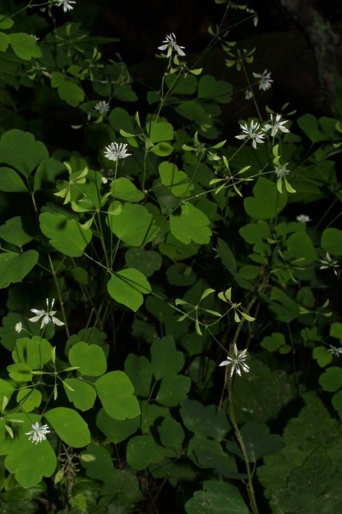Thalictrum clavatum habit