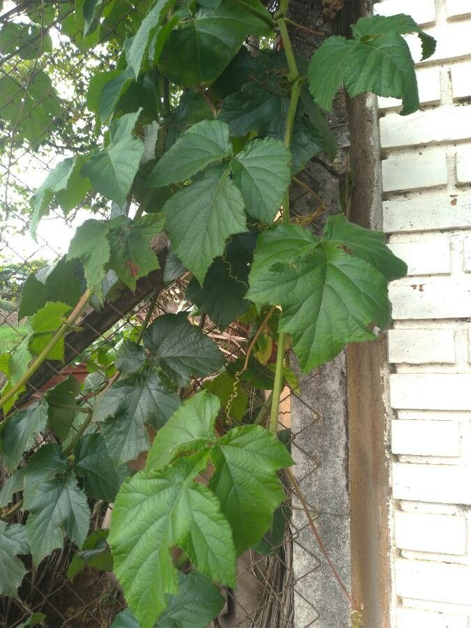 Cissus sulcicaulis habit