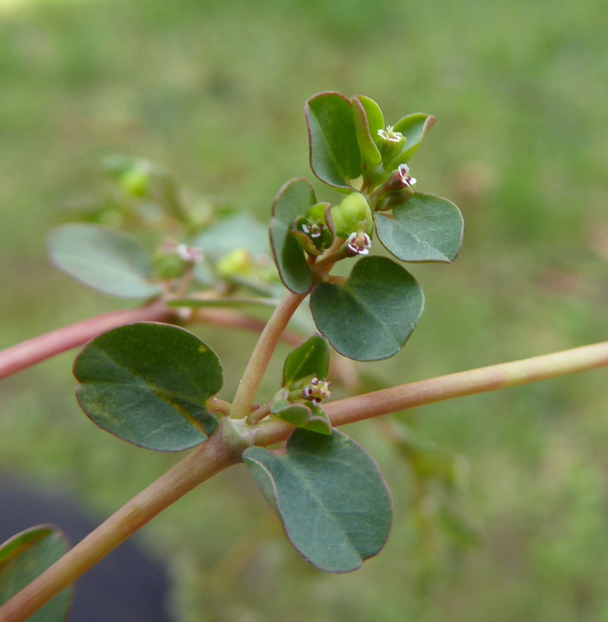 Euphorbia serpens flower
