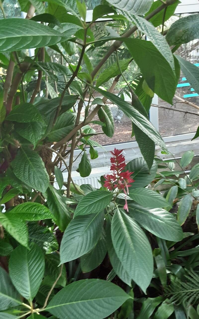 Megaskepasma erythrochlamys flower