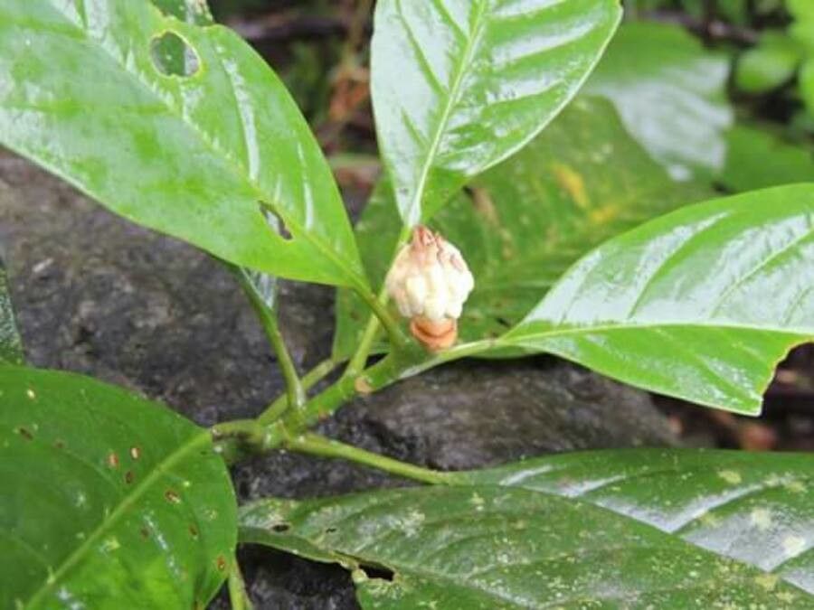 Magnolia costaricensis — search result for 'Magnolia'