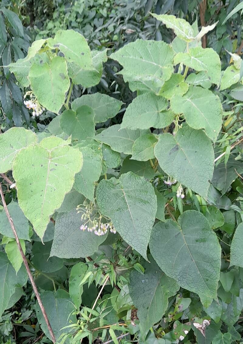 Solanum corymbiflorum habit