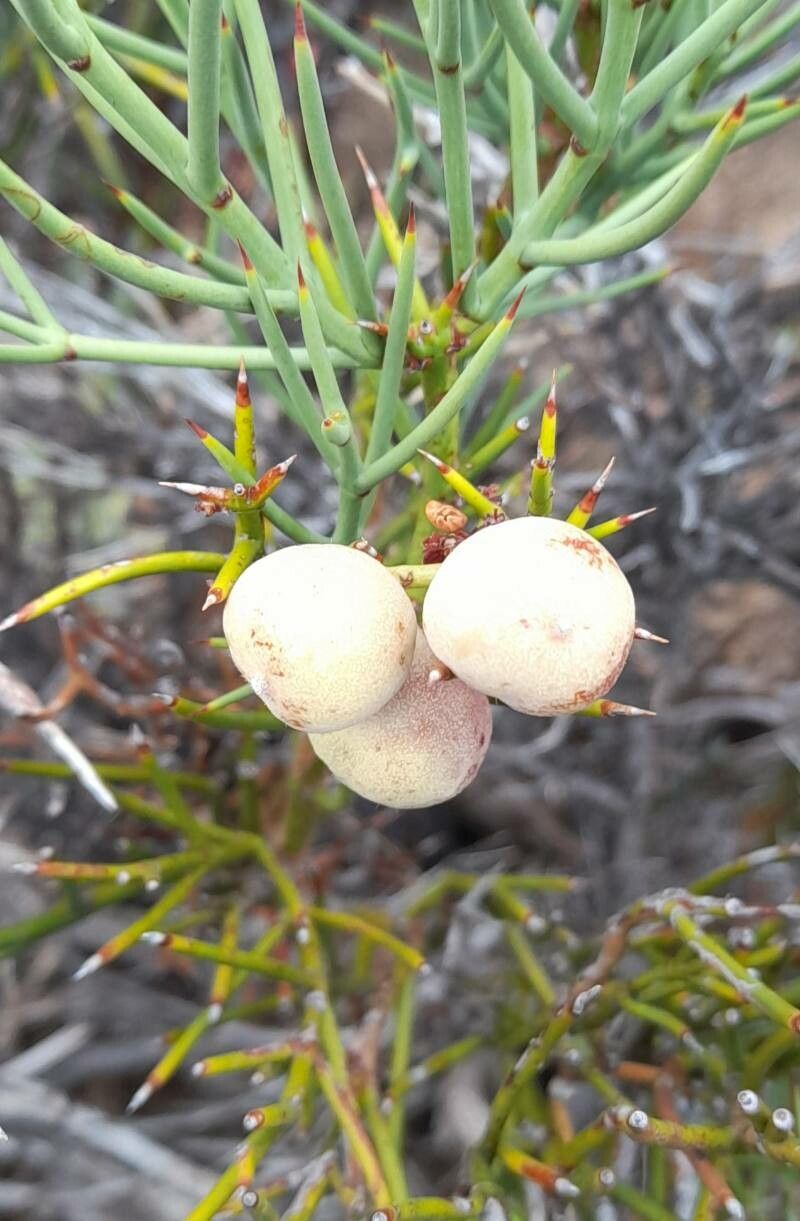 Retanilla patagonica fruit