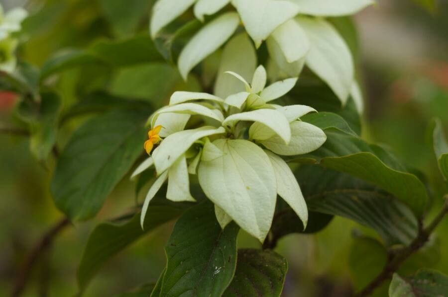Mussaenda pubescens flower