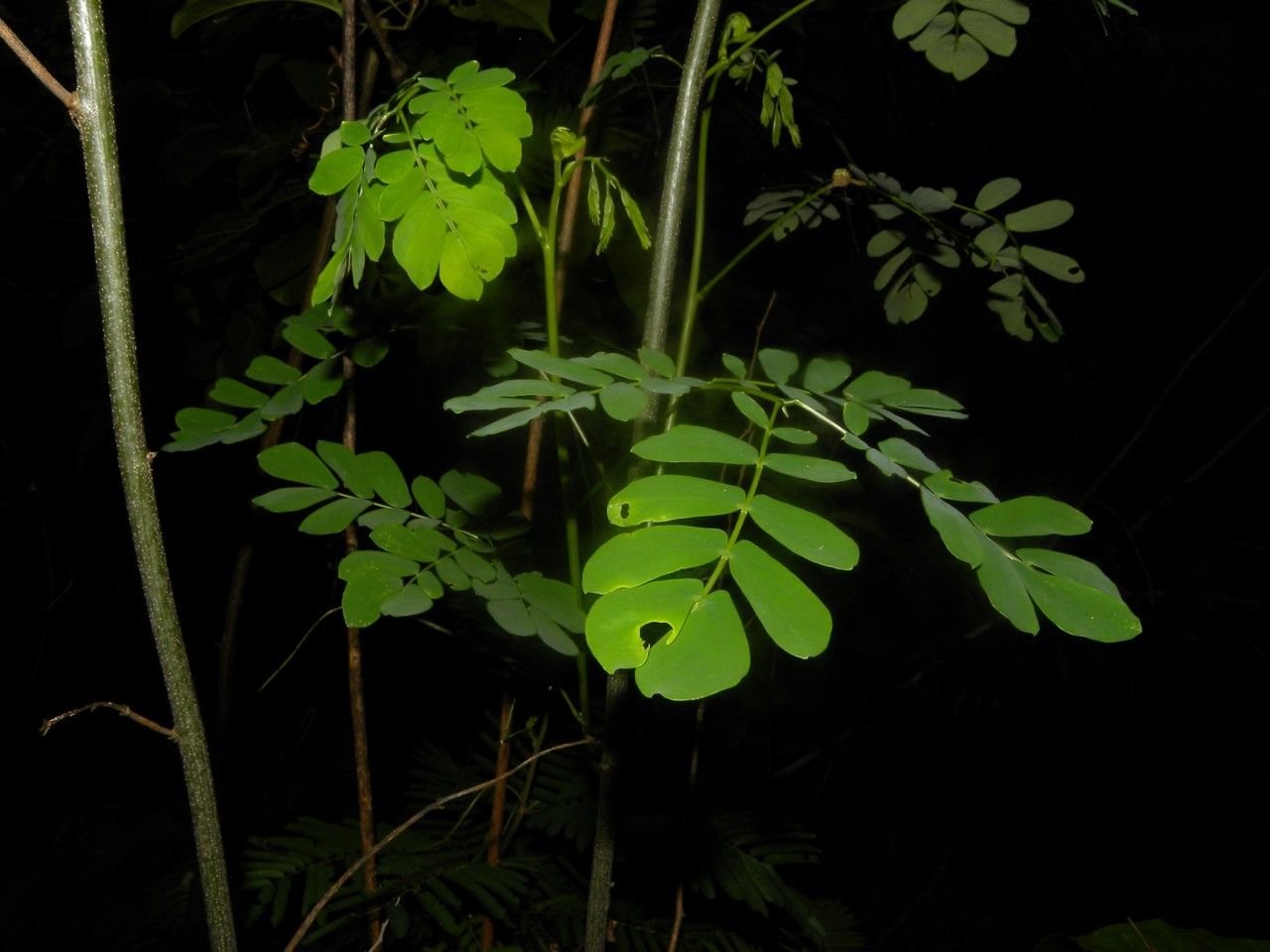 Zapoteca formosa other