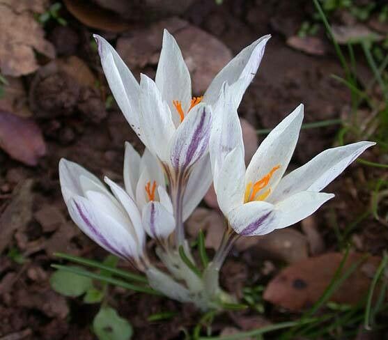 Crocus aleppicus flower