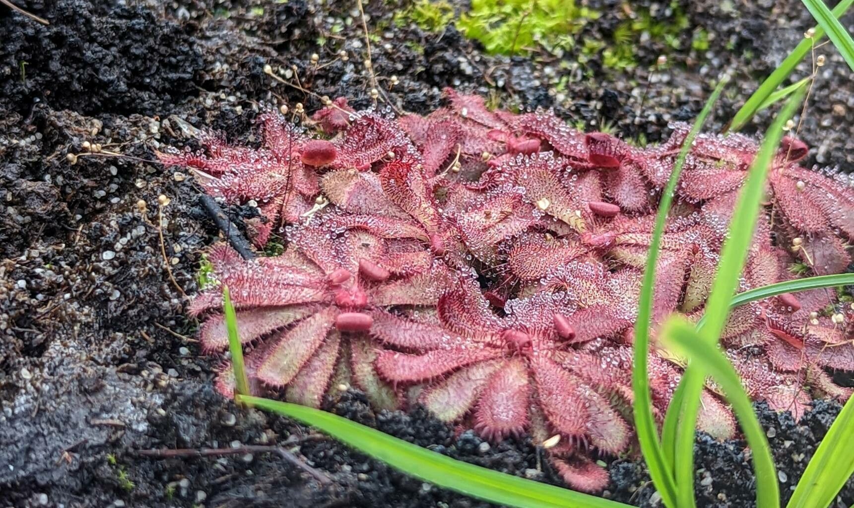 Drosera hamiltonii habit