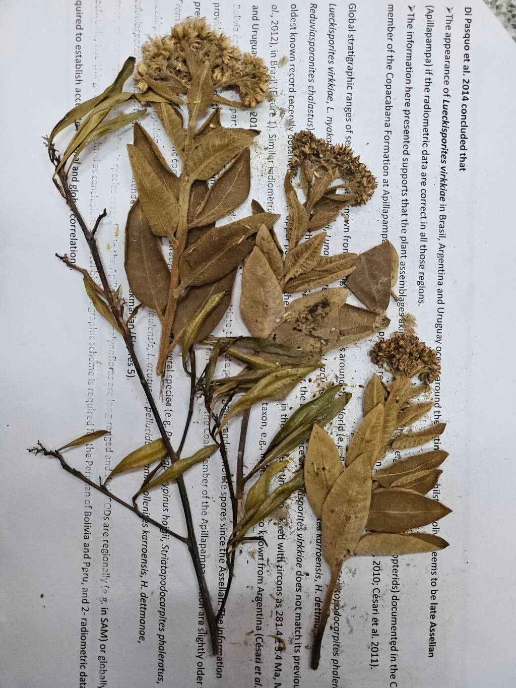 Tessaria fastigiata leaf