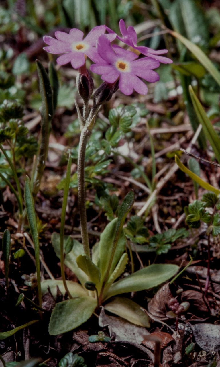 Primula scandinavica — houseplant care guide