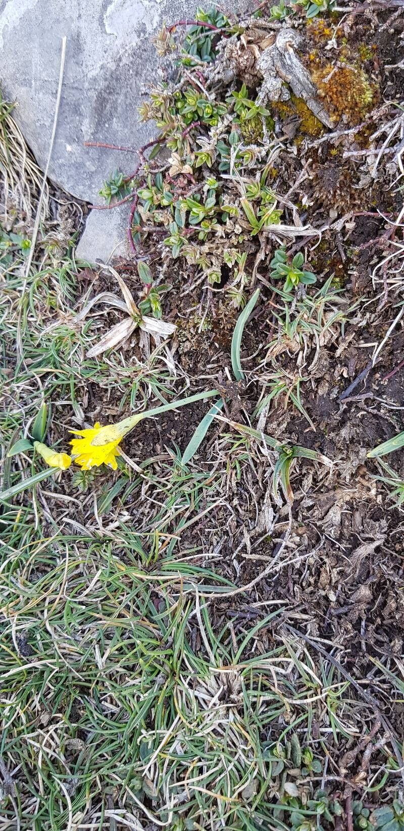 Narcissus cuneiflorus habit