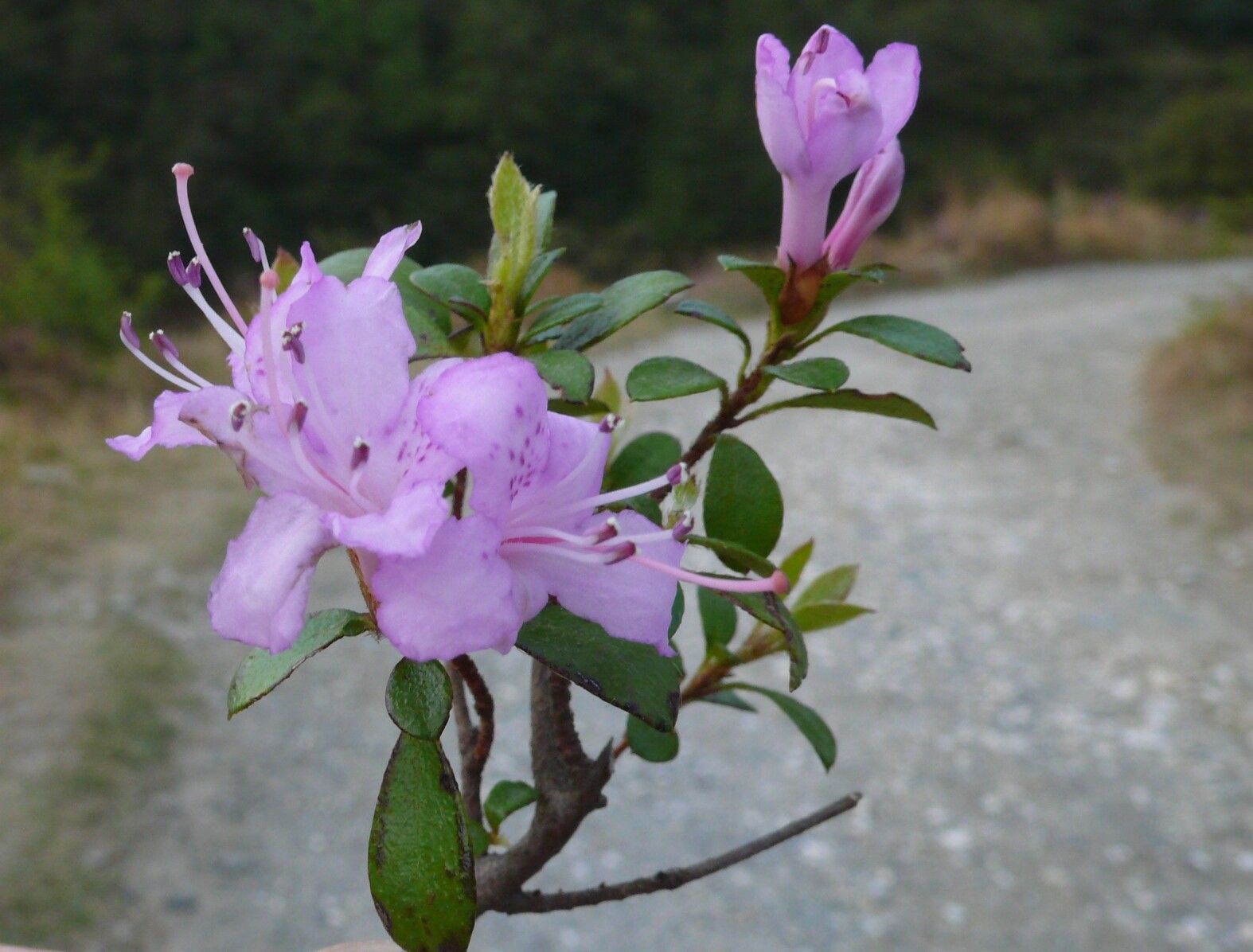 Rhododendron microphyton flower