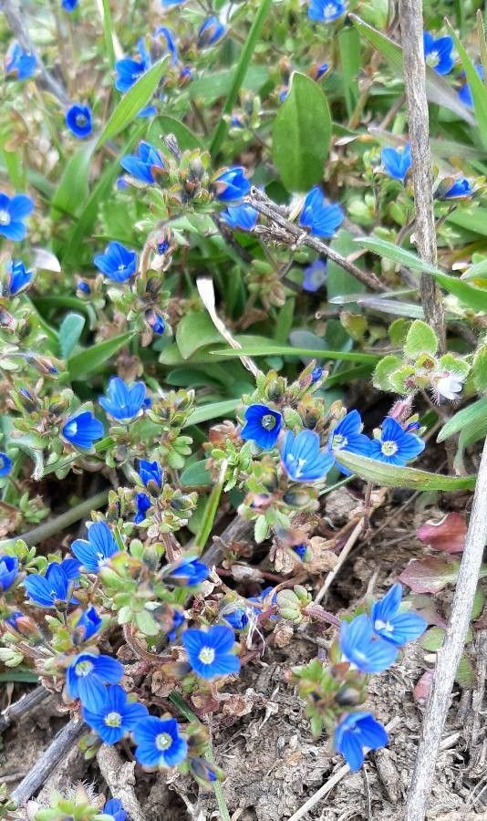 Veronica triphyllos flower