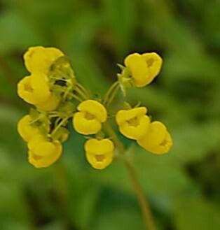 Calceolaria cavanillesii — houseplant care guide