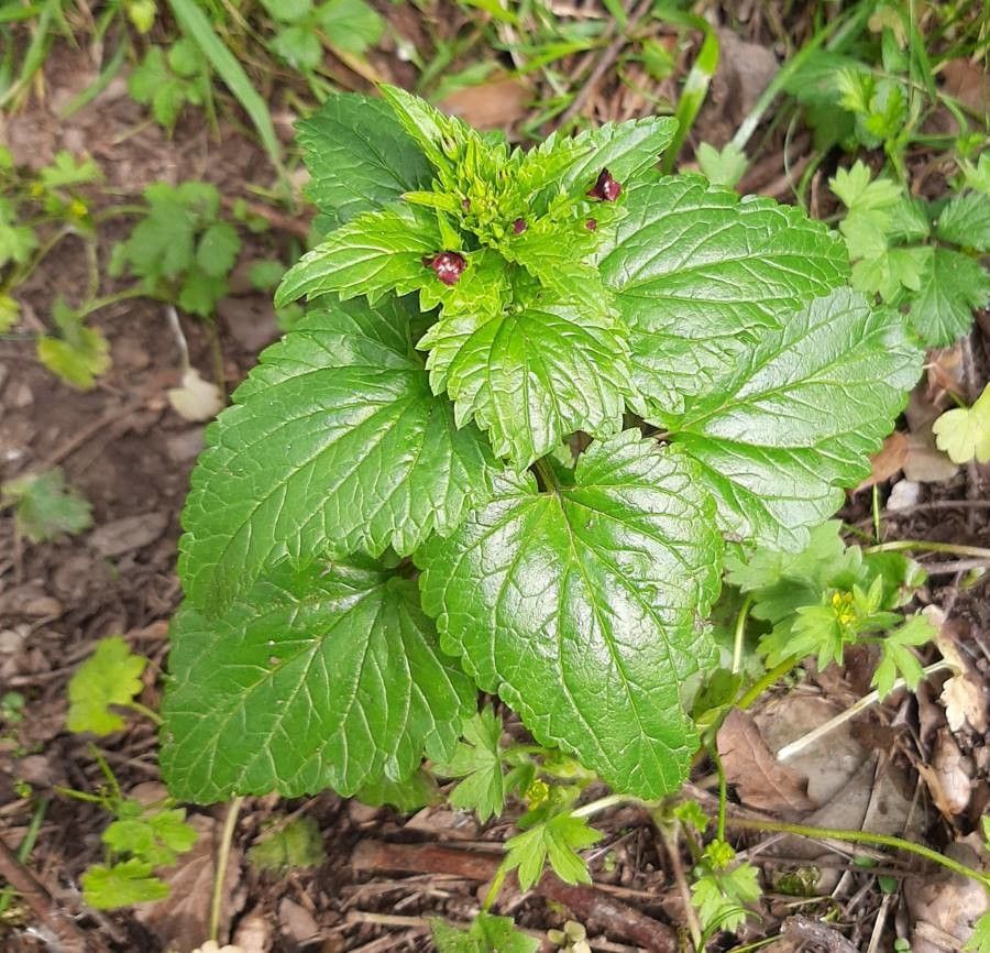 Scrophularia peregrina — search result for 'Scrophularia'