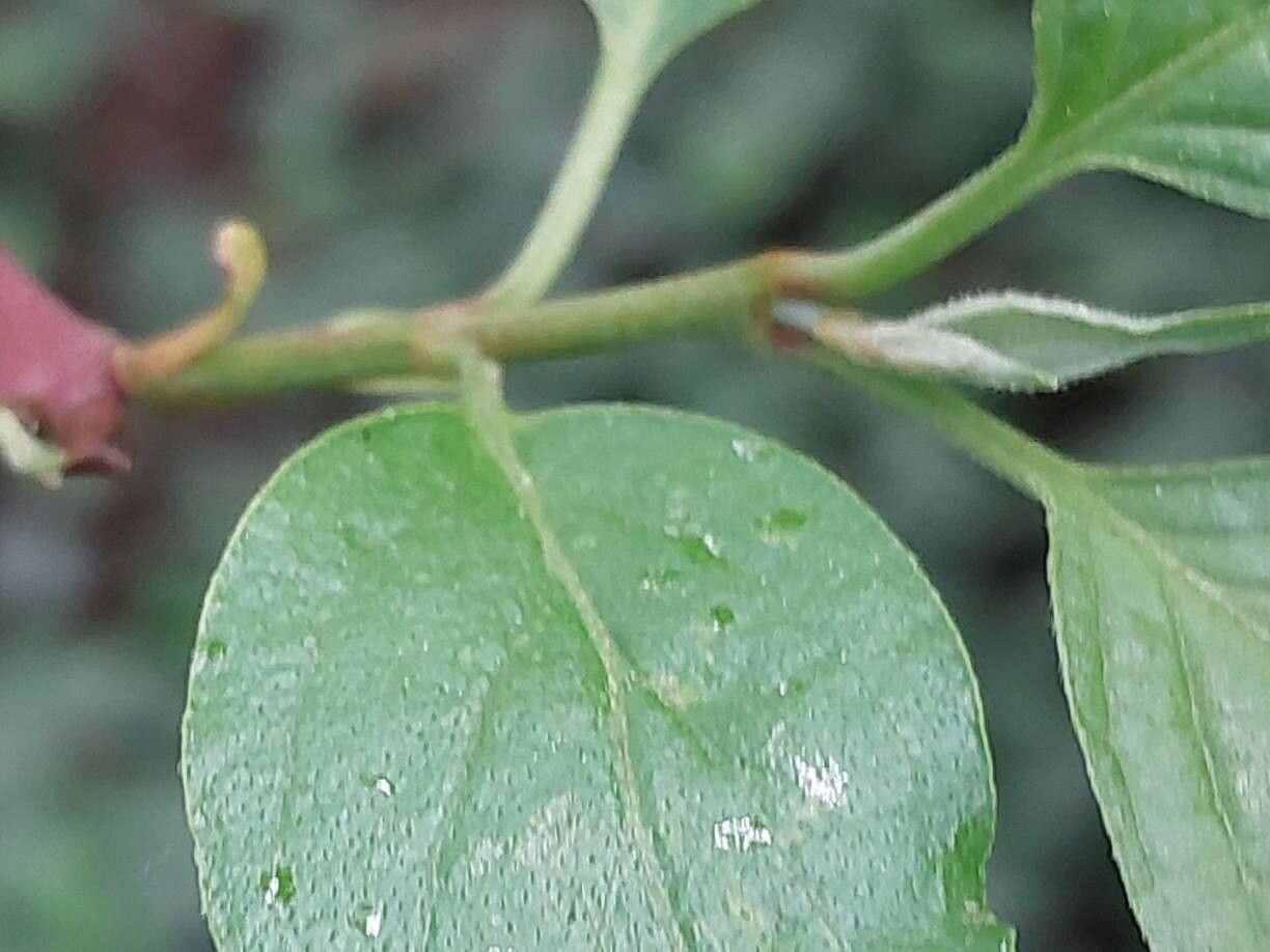Cornus obliqua other