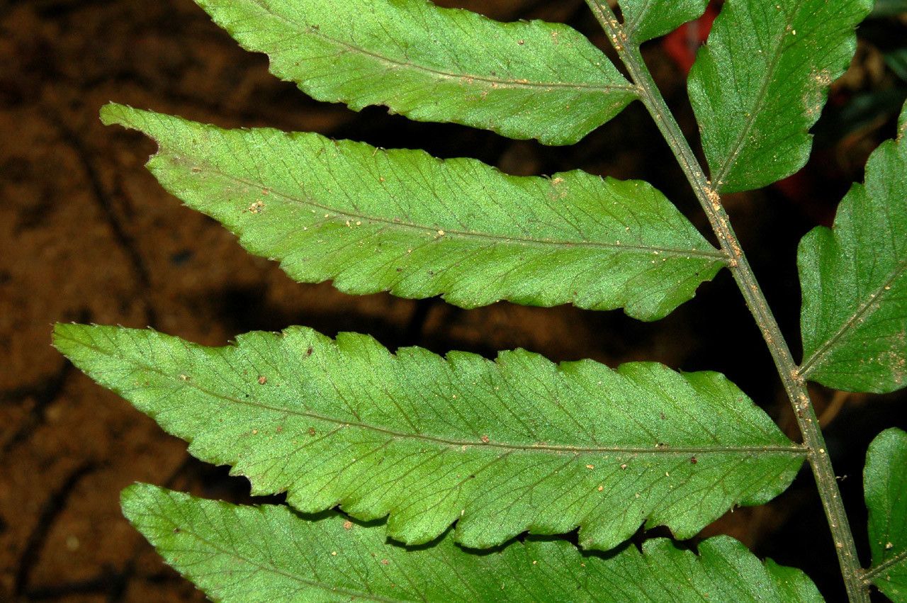 Bolbitis palustris — houseplant care guide