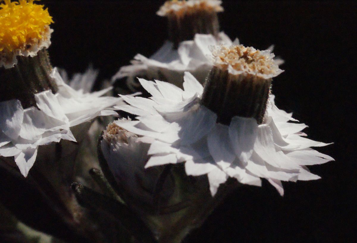 Waitzia suaveolens flower