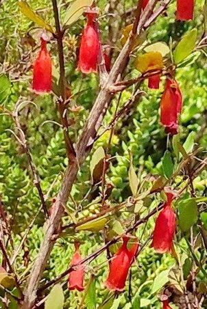 Halleria elliptica — related species from the same genus
