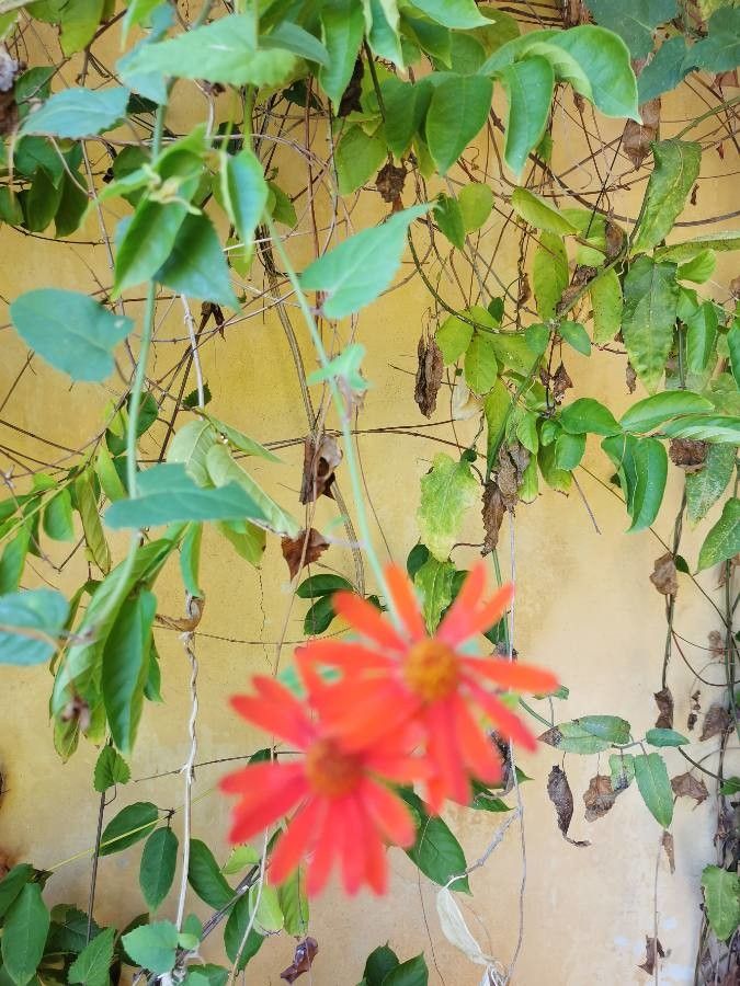 Pseudogynoxys chenopodioides leaf