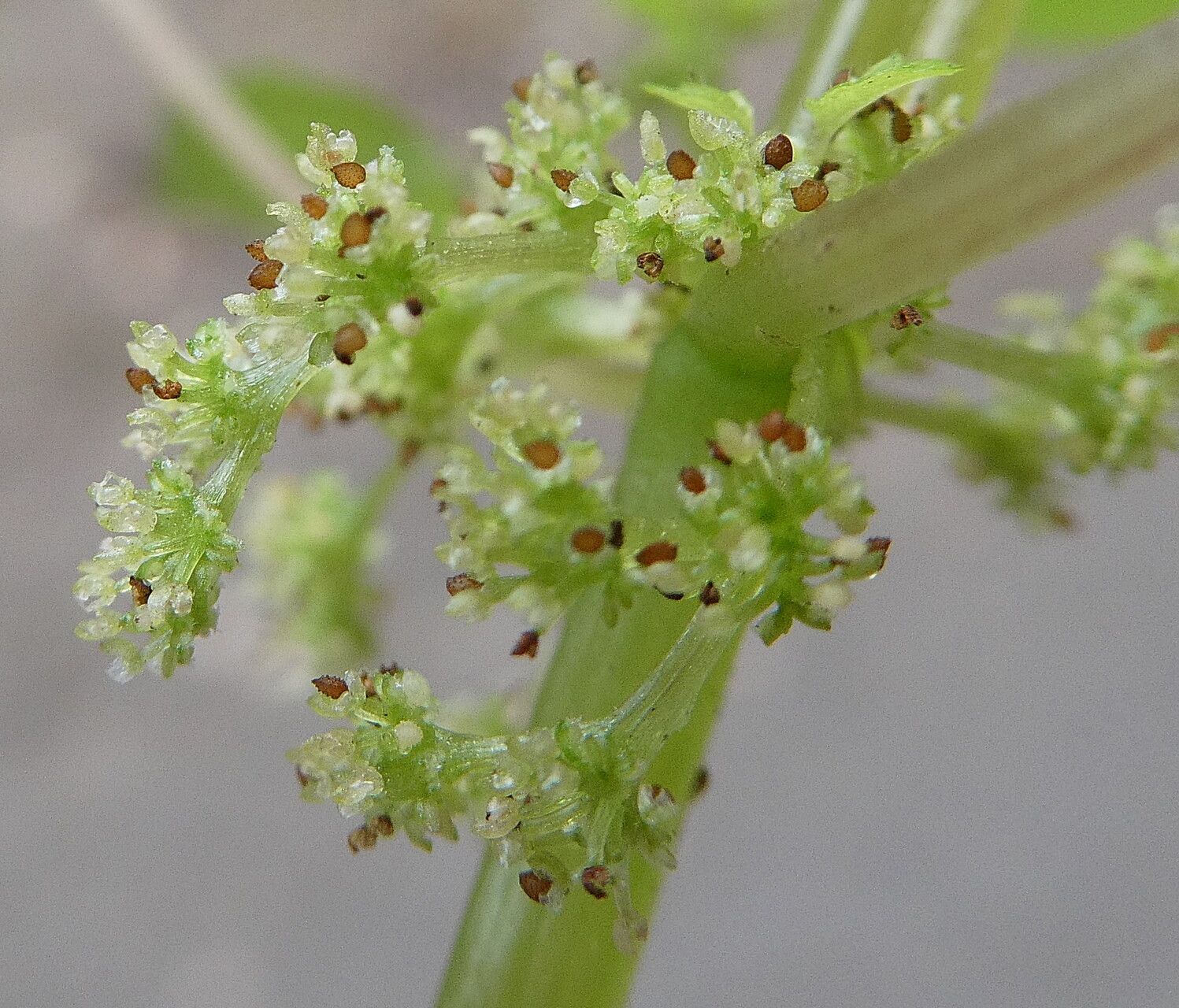 Pilea hyalina fruit