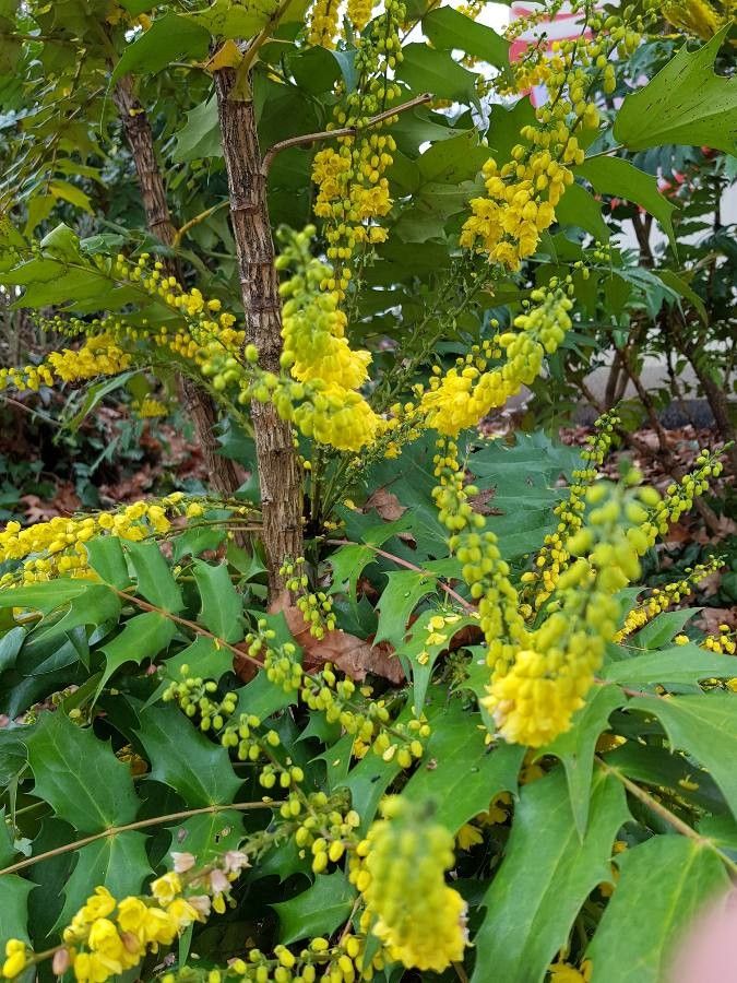 Mahonia japonica flower