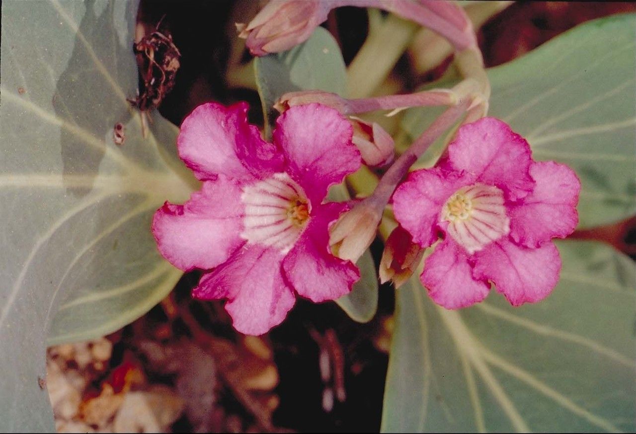 Cycladenia humilis flower