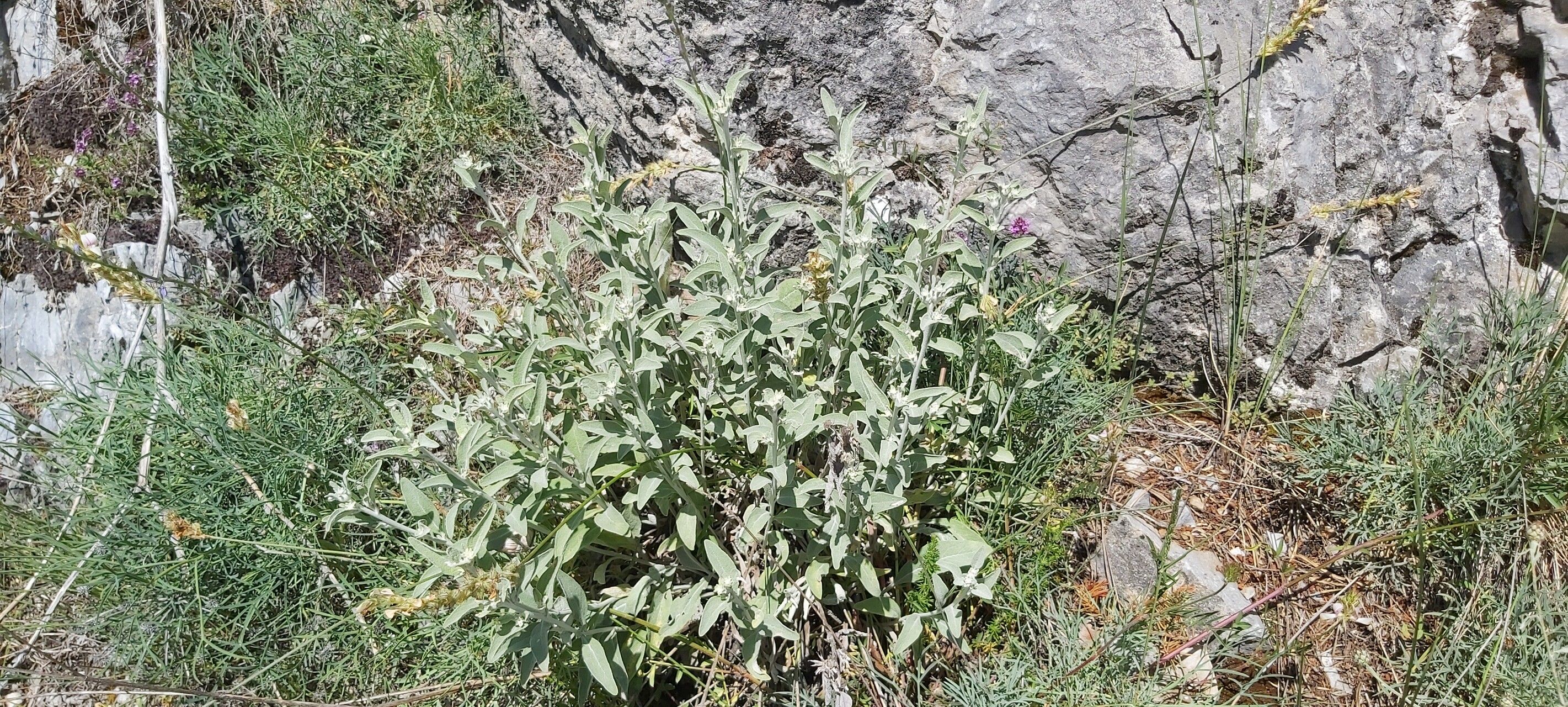 Pentanema aschersonianum habit