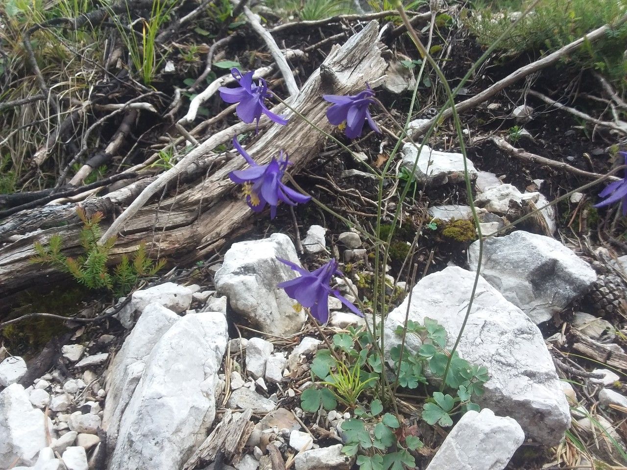 Aquilegia bertolonii habit