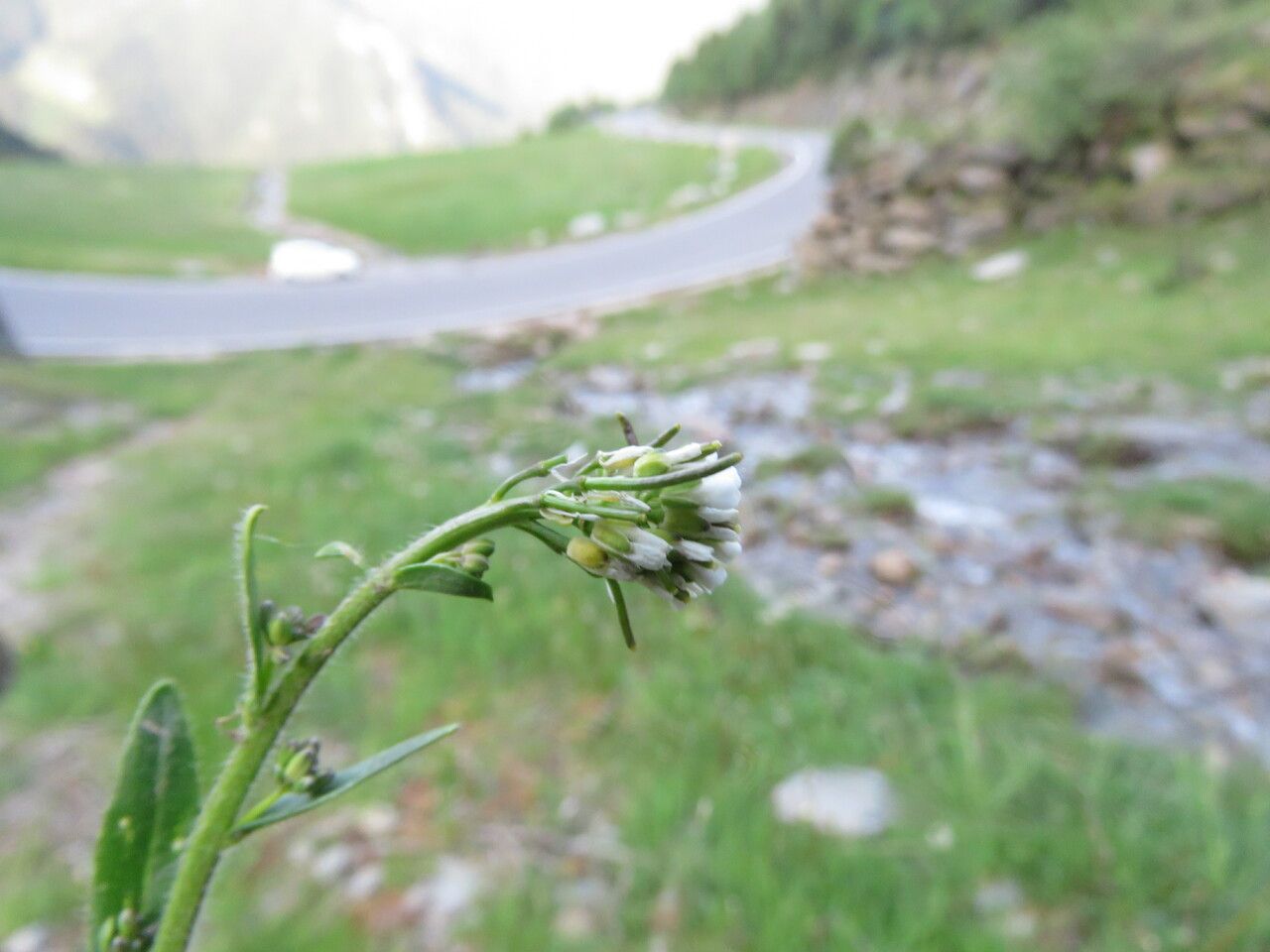 Arabis ciliata flower