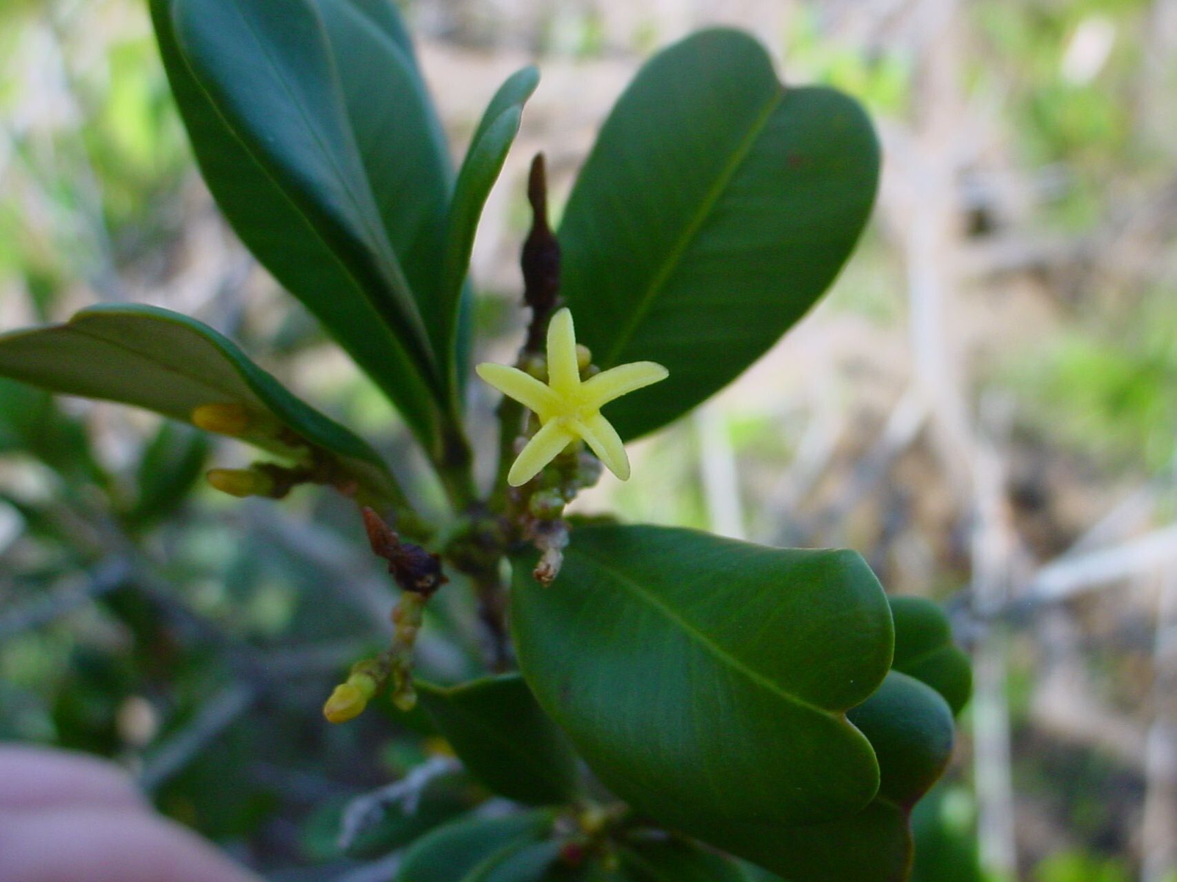 Alstonia deplanchei — search result for 'Alstonia'