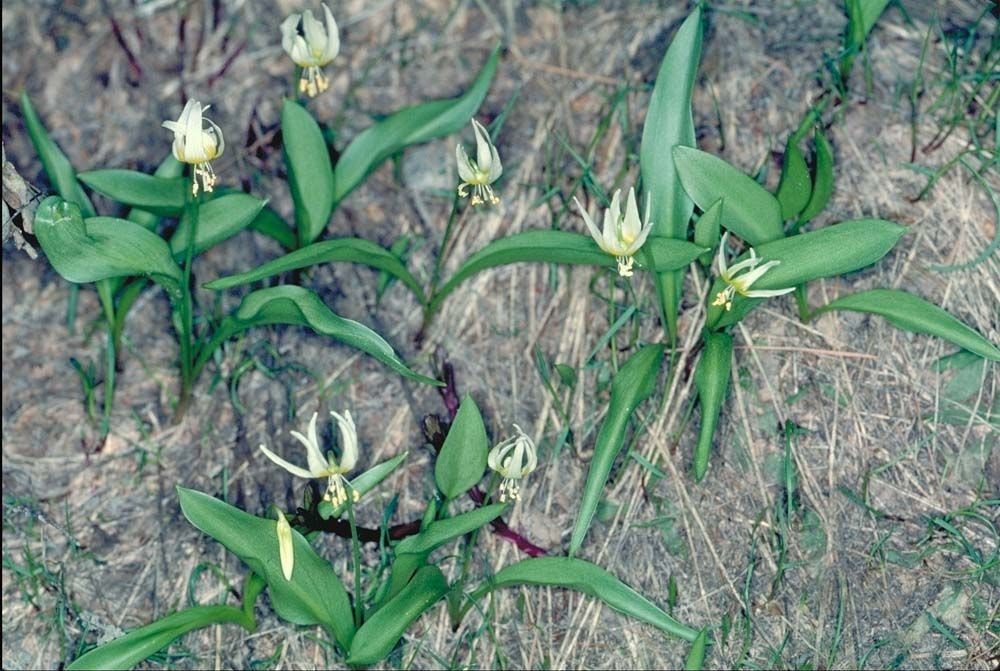 Erythronium klamathense habit