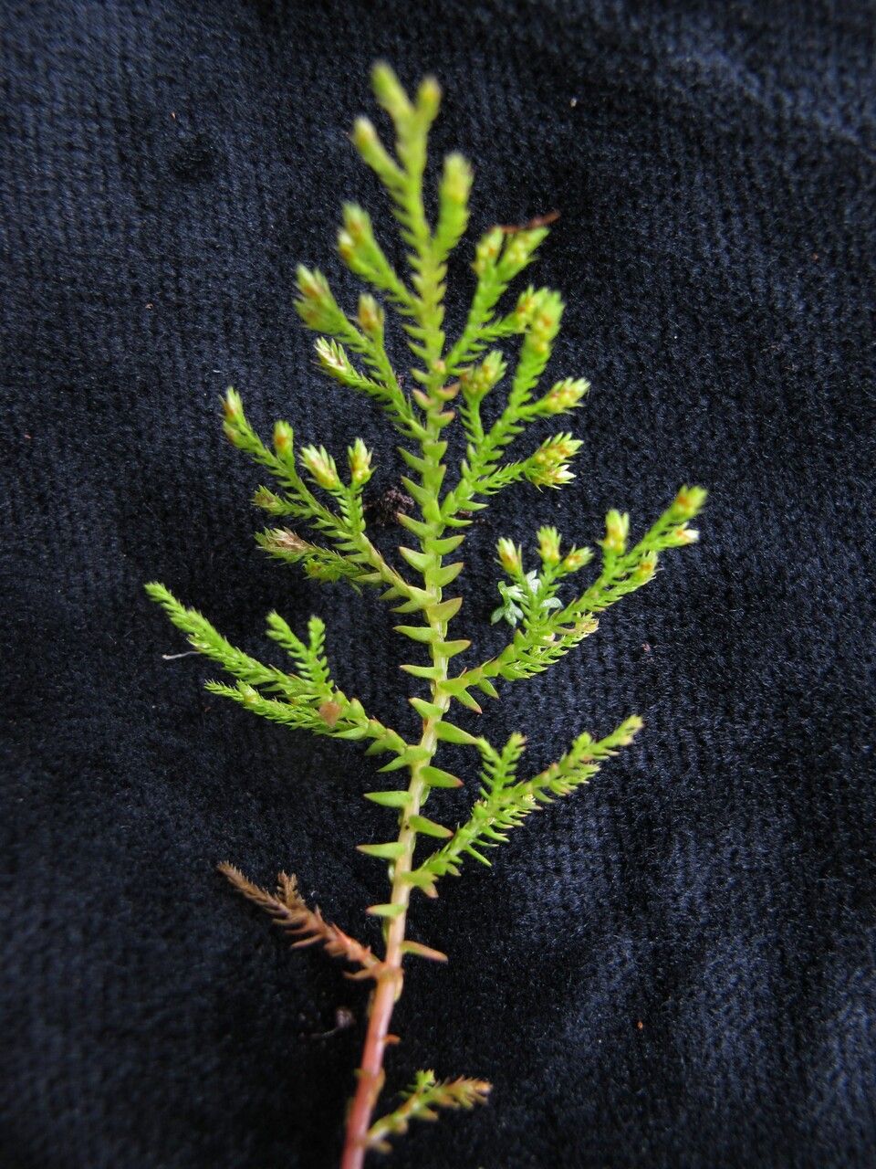 Selaginella chrysocaulos habit