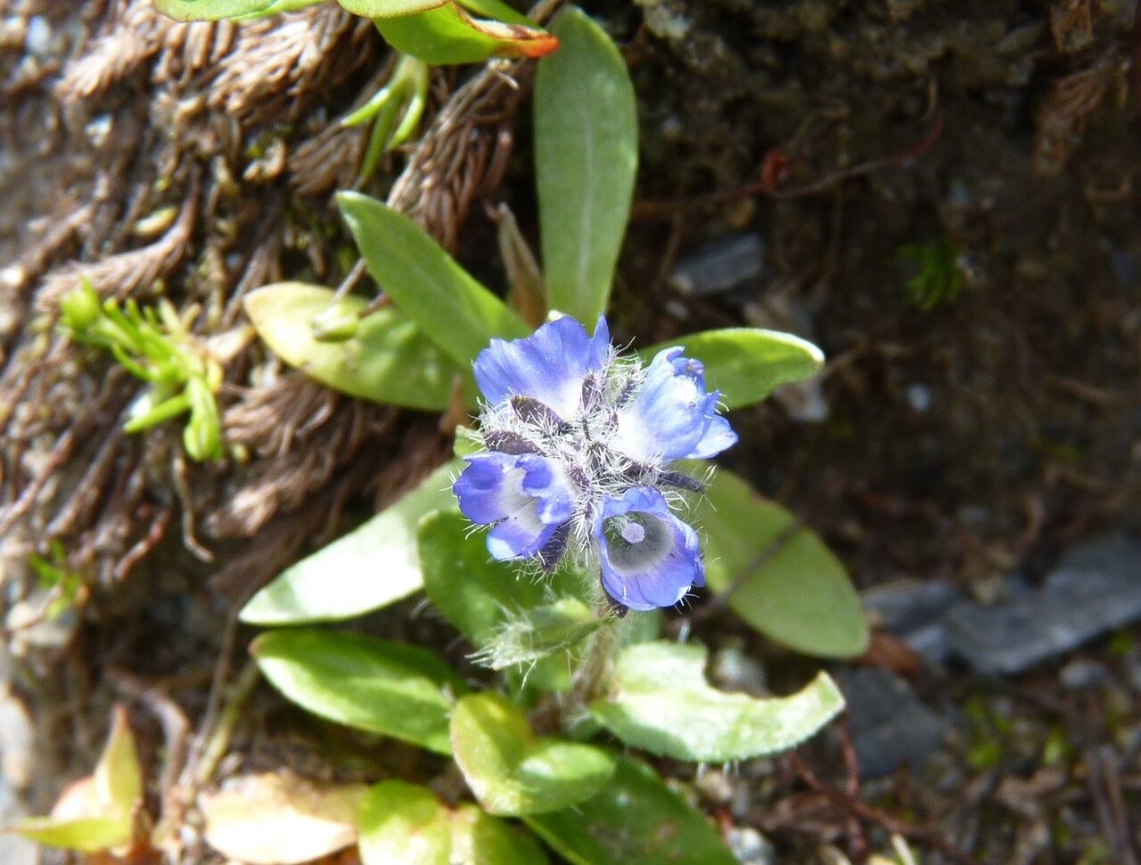 Veronica alpina flower