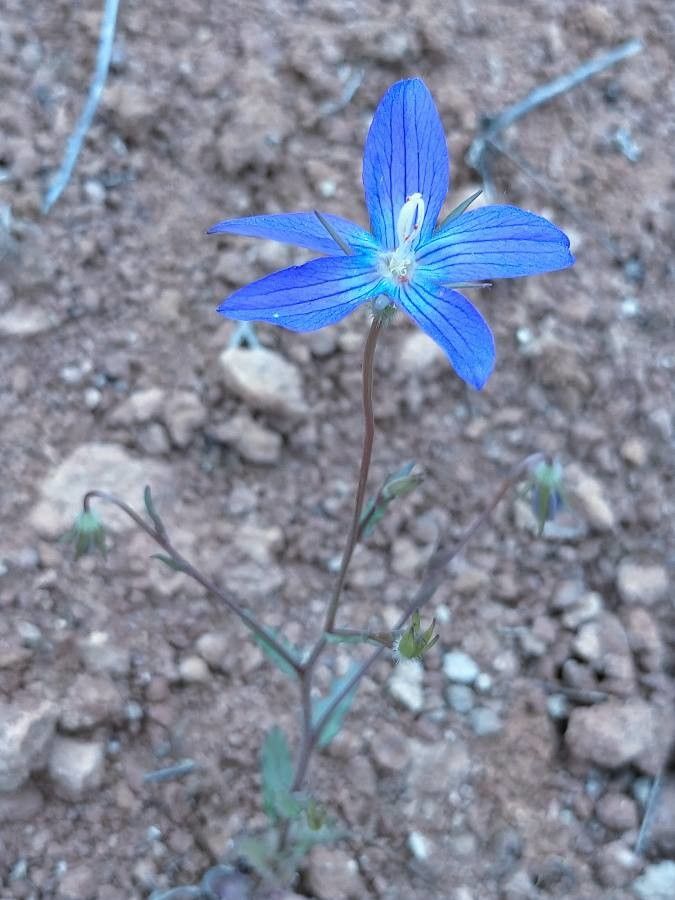 Campanula decumbens — houseplant care guide